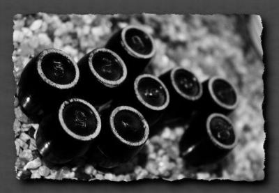 113_x_38690490